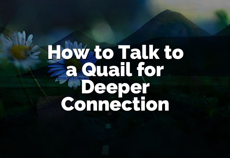 How to Talk to a Quail for Deeper Connection