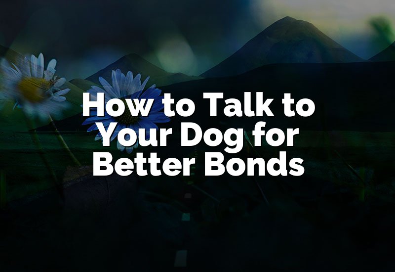 How to Talk to Your Dog for Better Bonds