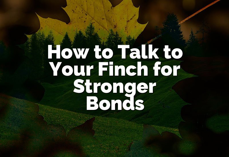 How to Talk to Your Finch for Stronger Bonds