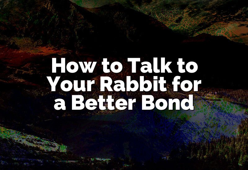 How to Talk to Your Rabbit for a Better Bond