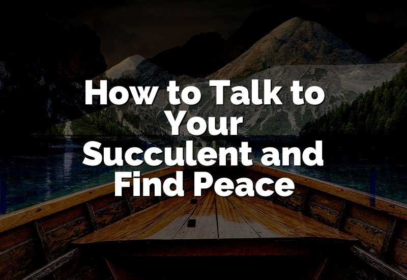 How to Talk to Your Succulent and Find Peace